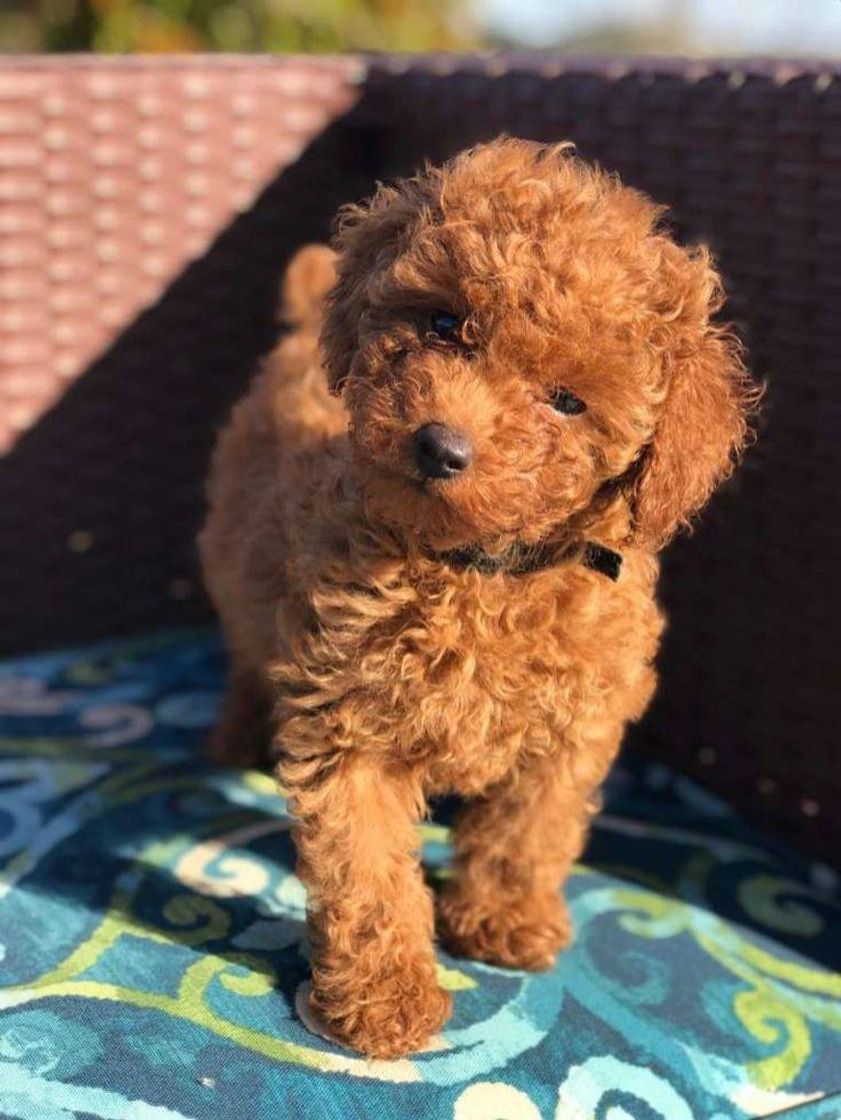 Fashion Poodle toy ♥️♥️♥️♥️♥️♥️♥️