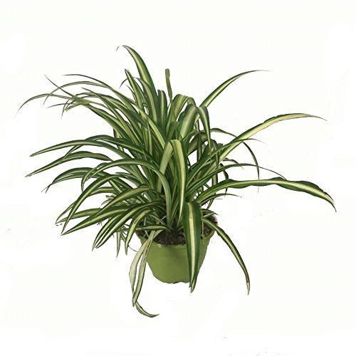 Cinta Planta - Maceta 15cm. - con colgador - Chlorophytum - Planta