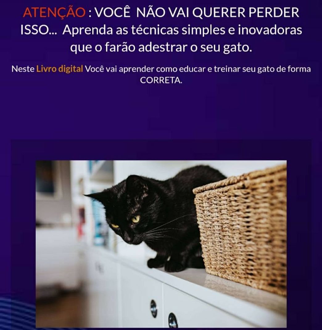 Moda Como treinar seu animal de estimação 