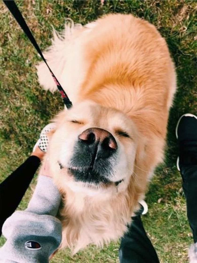Social Golden 