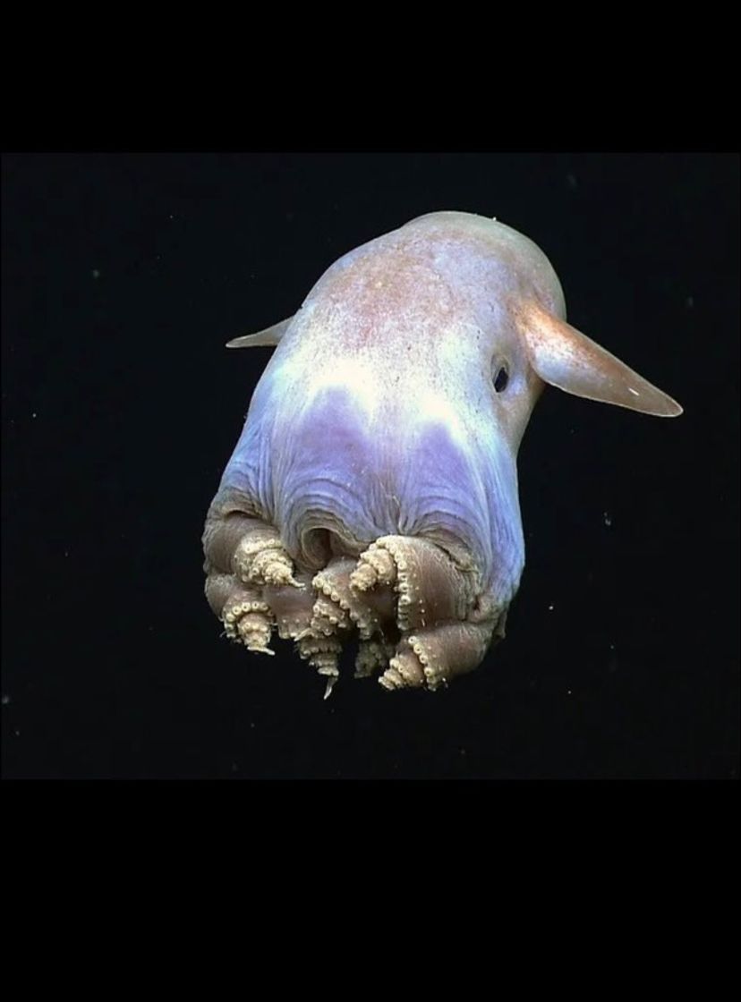 Fashion Polvo-dumbo ou Grimpoteuthis