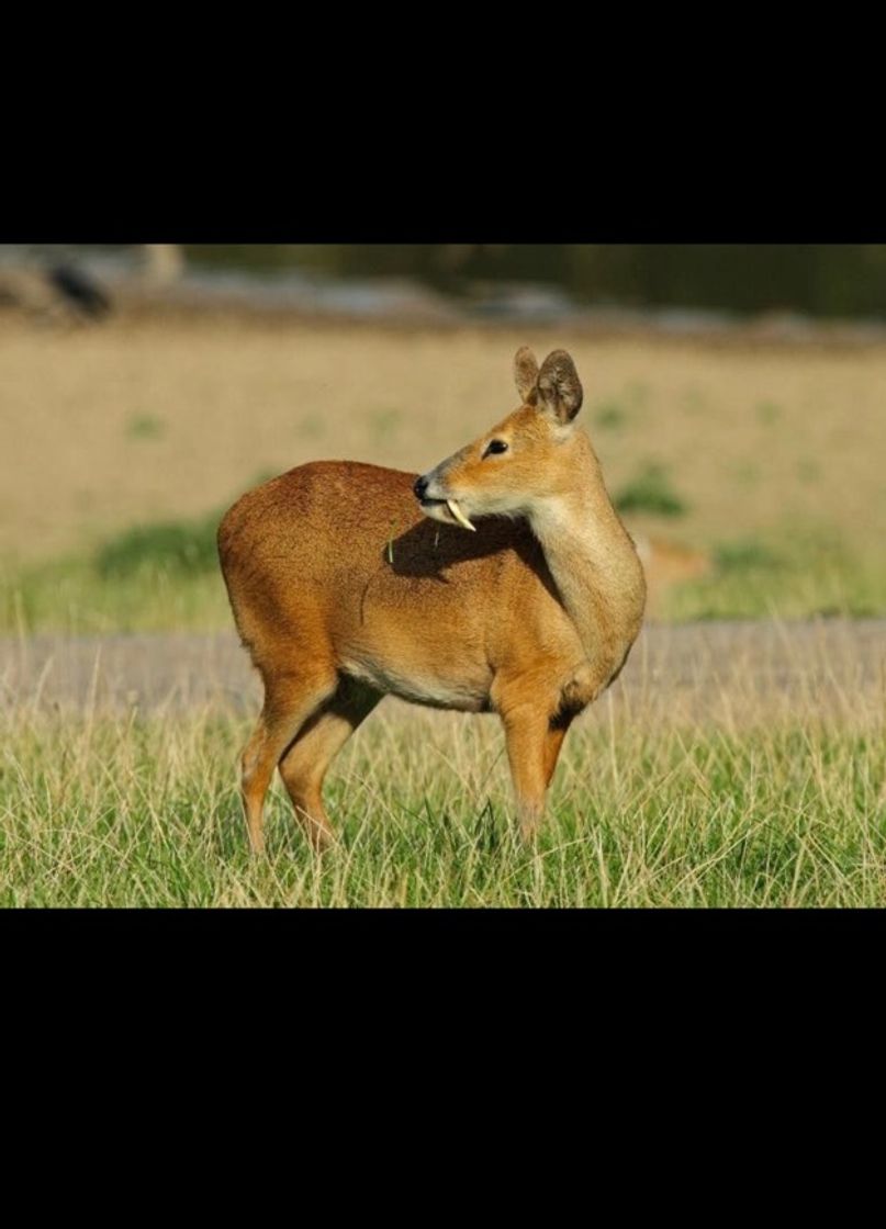 Moda Veado-de-Penacho ou Elaphodus Cephalophus