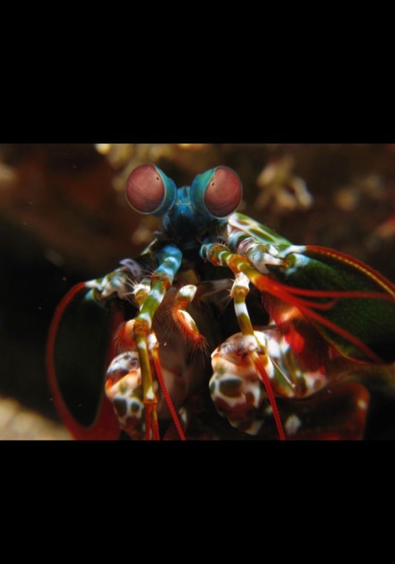 Moda Lagosta-boxeadora ou Odontodactylus scyllarus