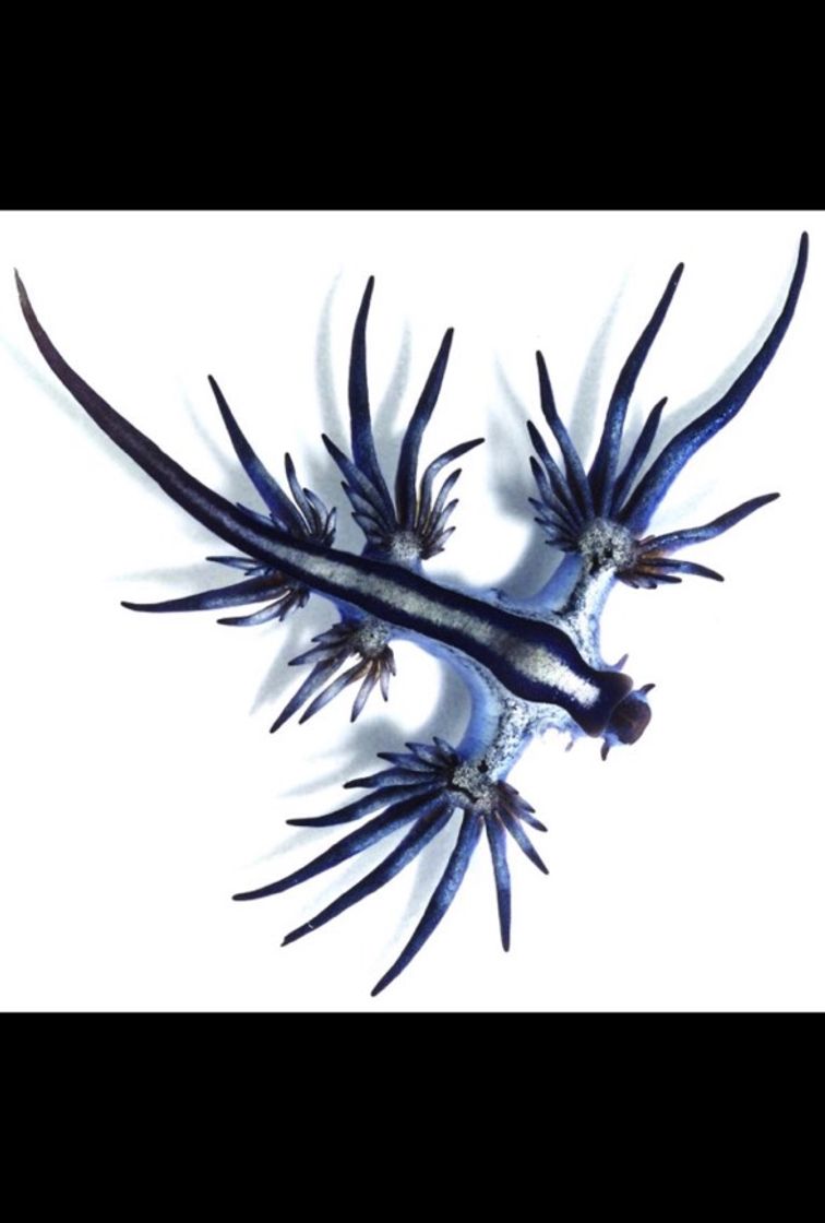 Fashion Lesma-do-mar-azul/Dragão-azul ou Glaucus atlanticus