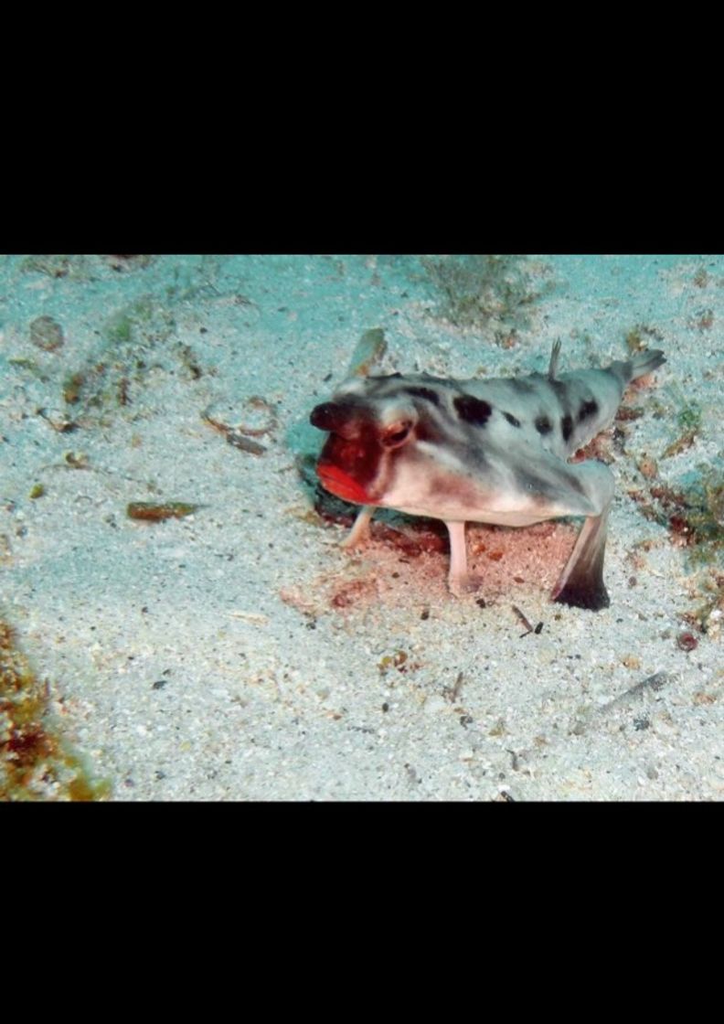 Moda peixe-morcego-de-lábios-vermelho ou Ogcocephalus darwini.