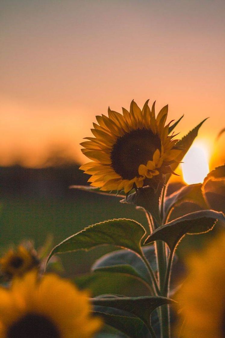 Fashion Sunflower