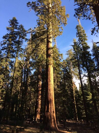 Sequoia National Park