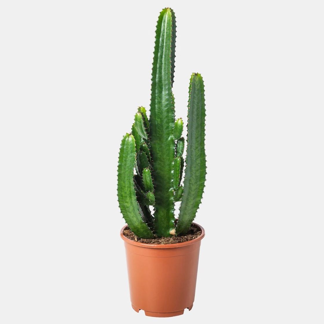 Producto CACTUS