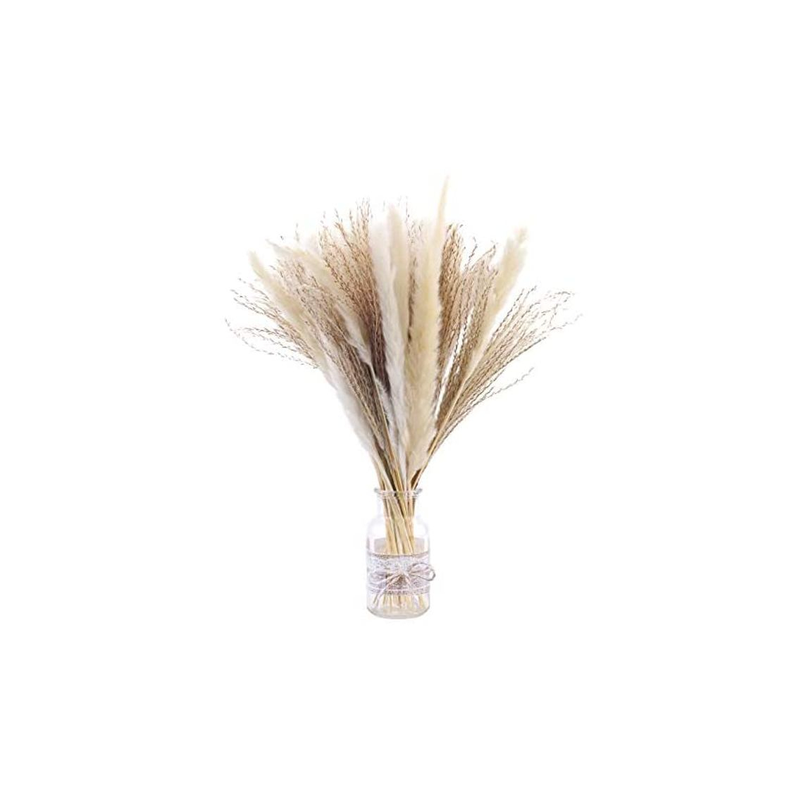 Products 50 pampas secas naturales