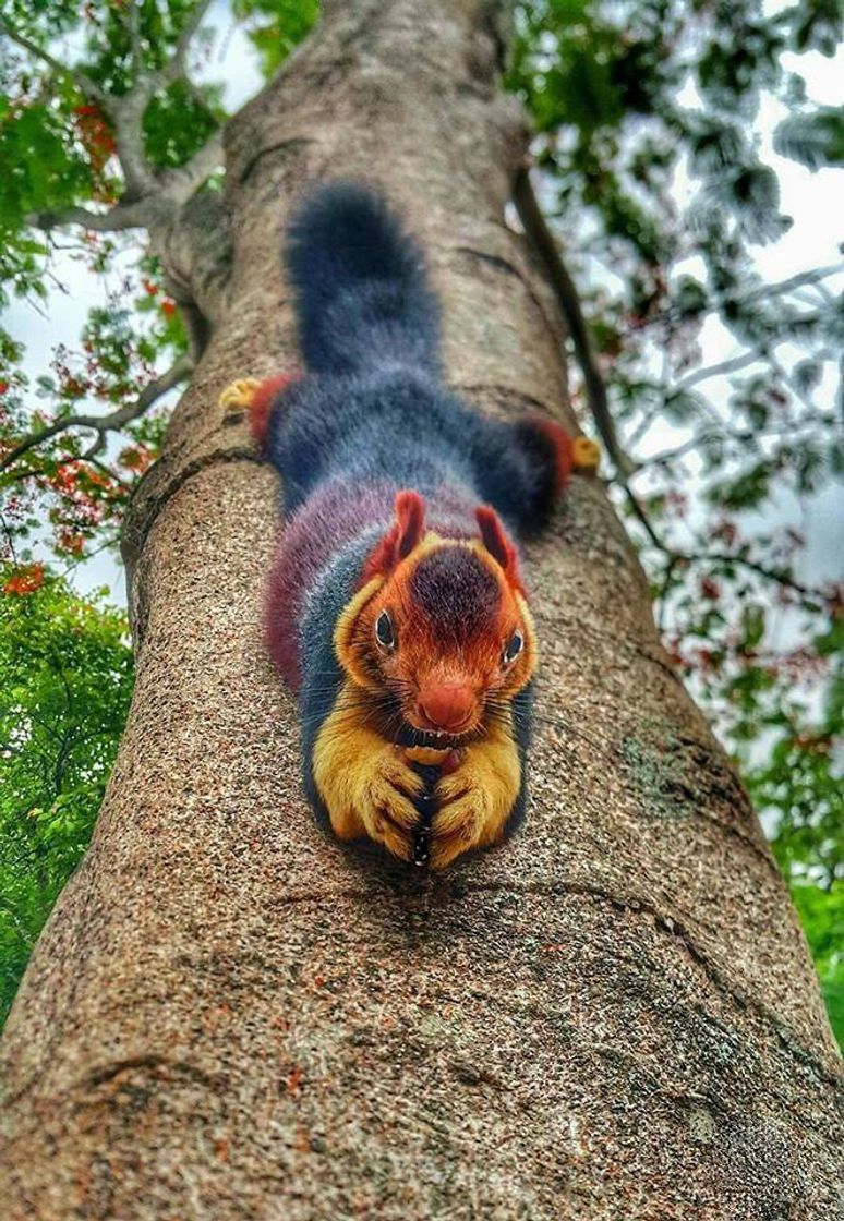 Fashion  Esquilo 🐿️ 