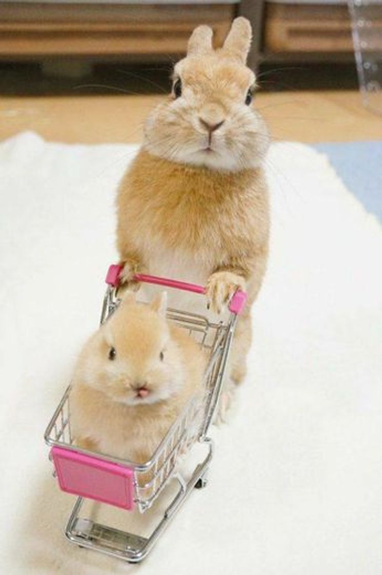 Fashion Rabbits