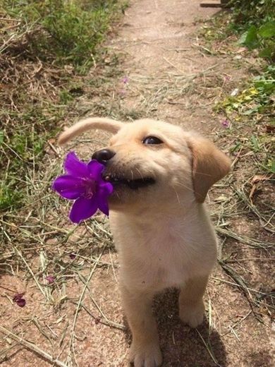 Uma flor para uma flor