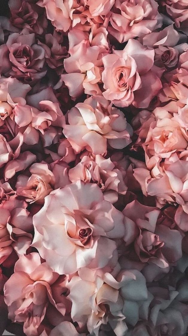 Fashion wallpaper rosas