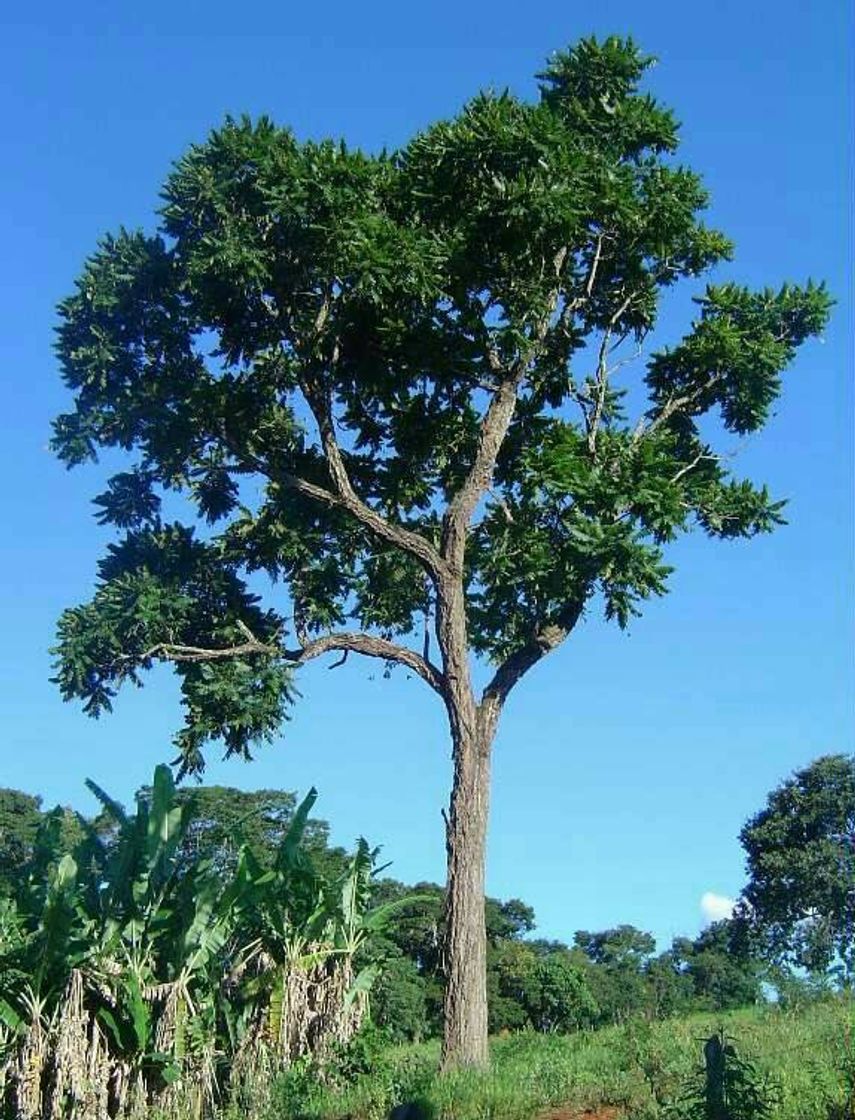 Moda ÁRVORES🌱🌲