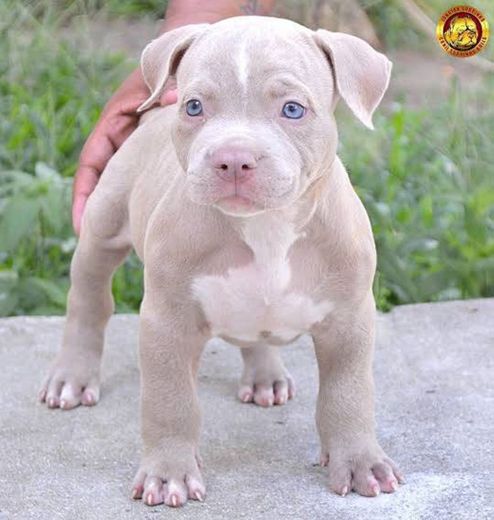 Filhotes de Pit Bull.