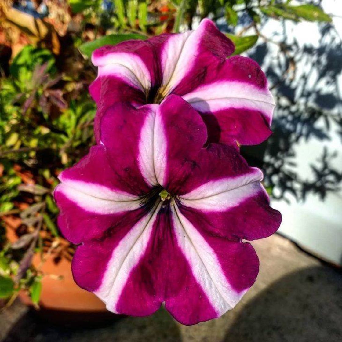 Social Flores 🌹🌷🌺🌻