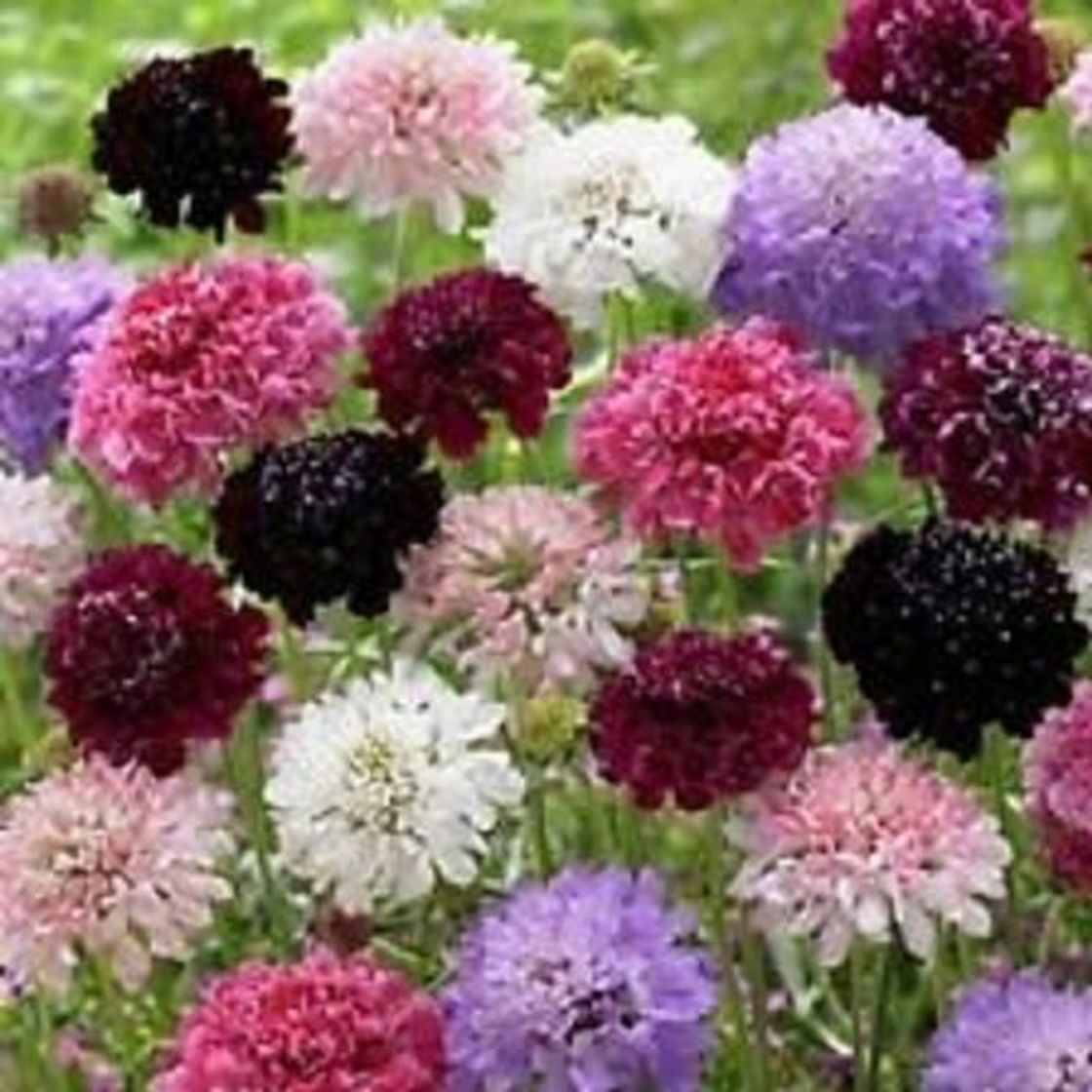 Product Semillas de 30 Scabiosa Cutbrite acerico Mezcla de flores