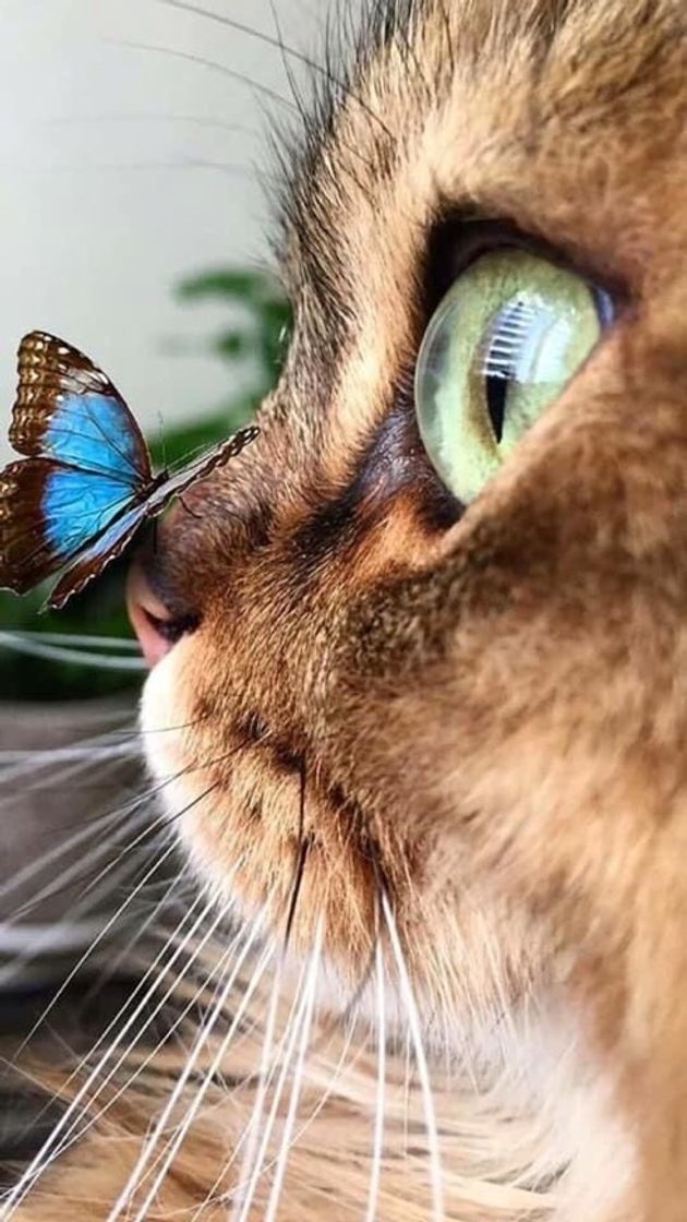 Moda Butterfly 🦋