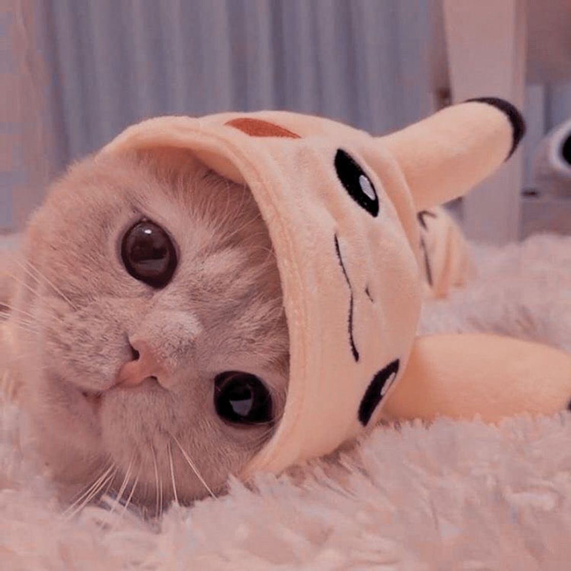Social Gatinho