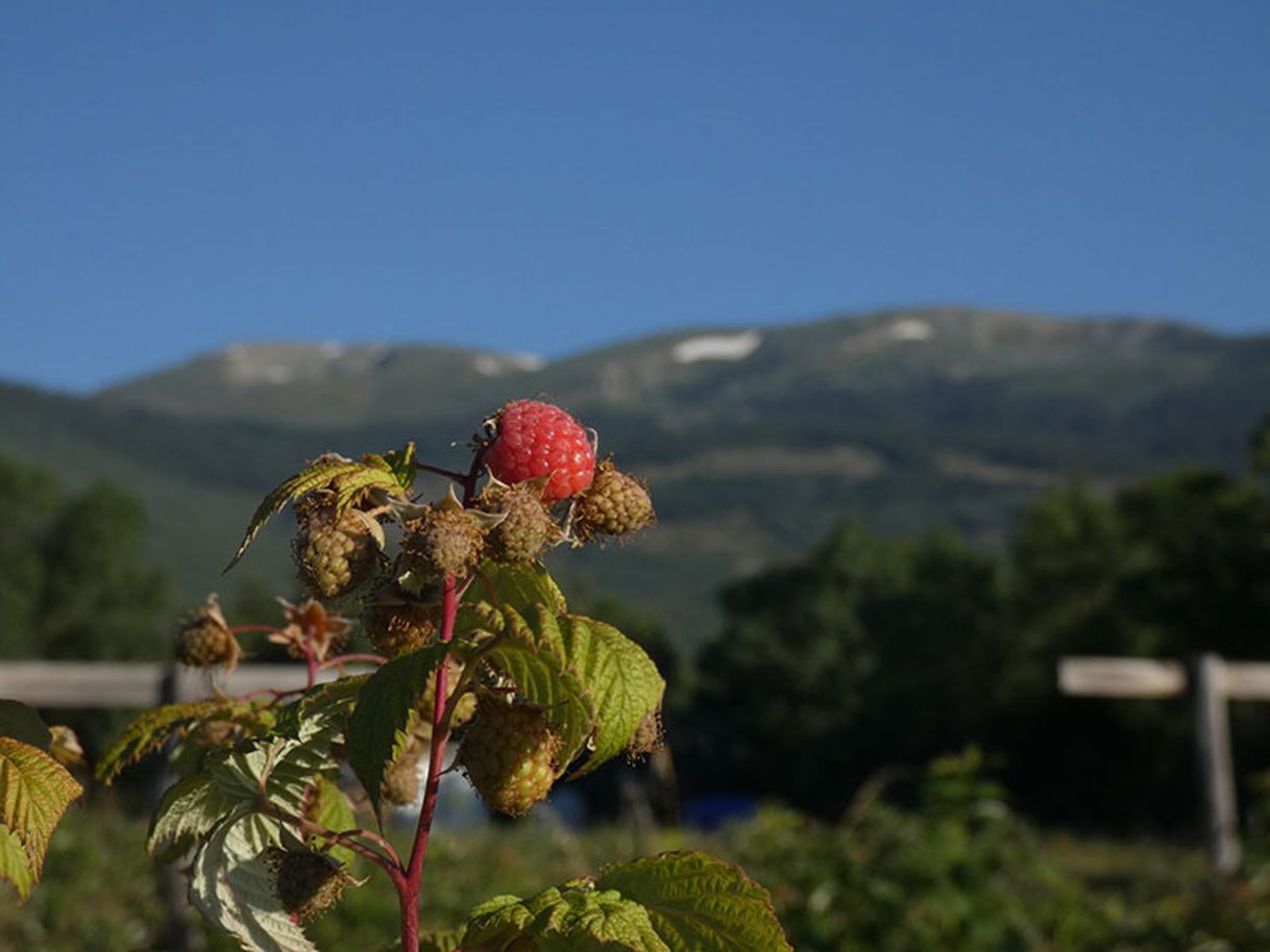 Places El Puente del Molino Frutos del Bosque Ecológicos