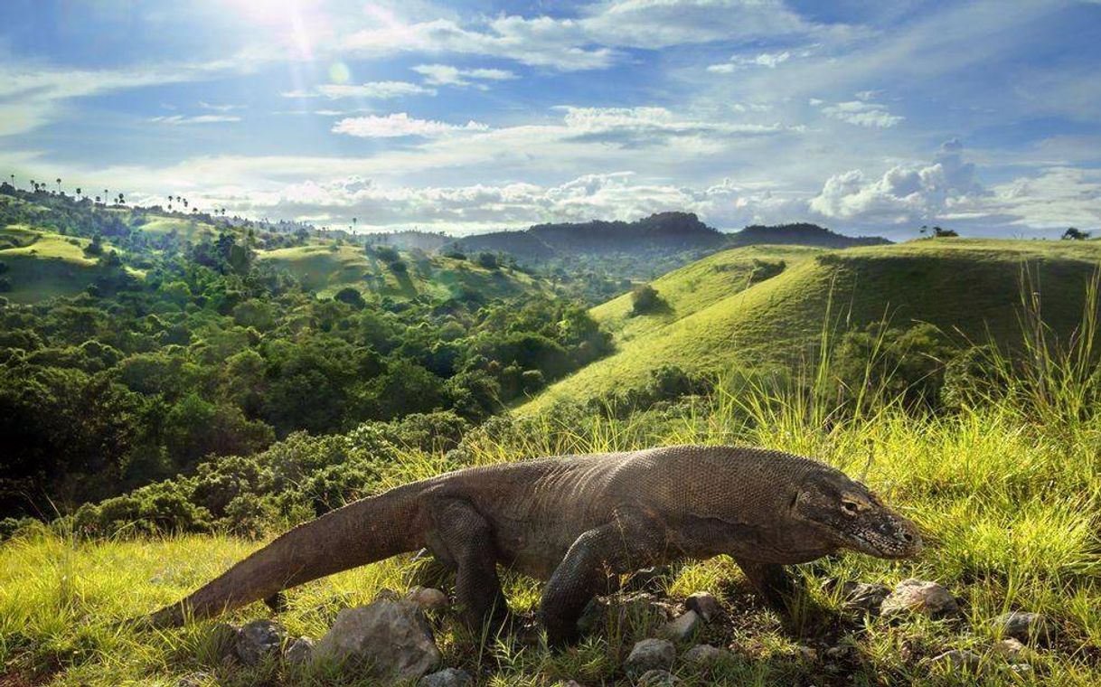 Fashion DRAGÃO DE KOMODO