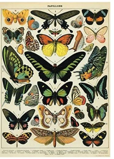 butterfly poster amazon