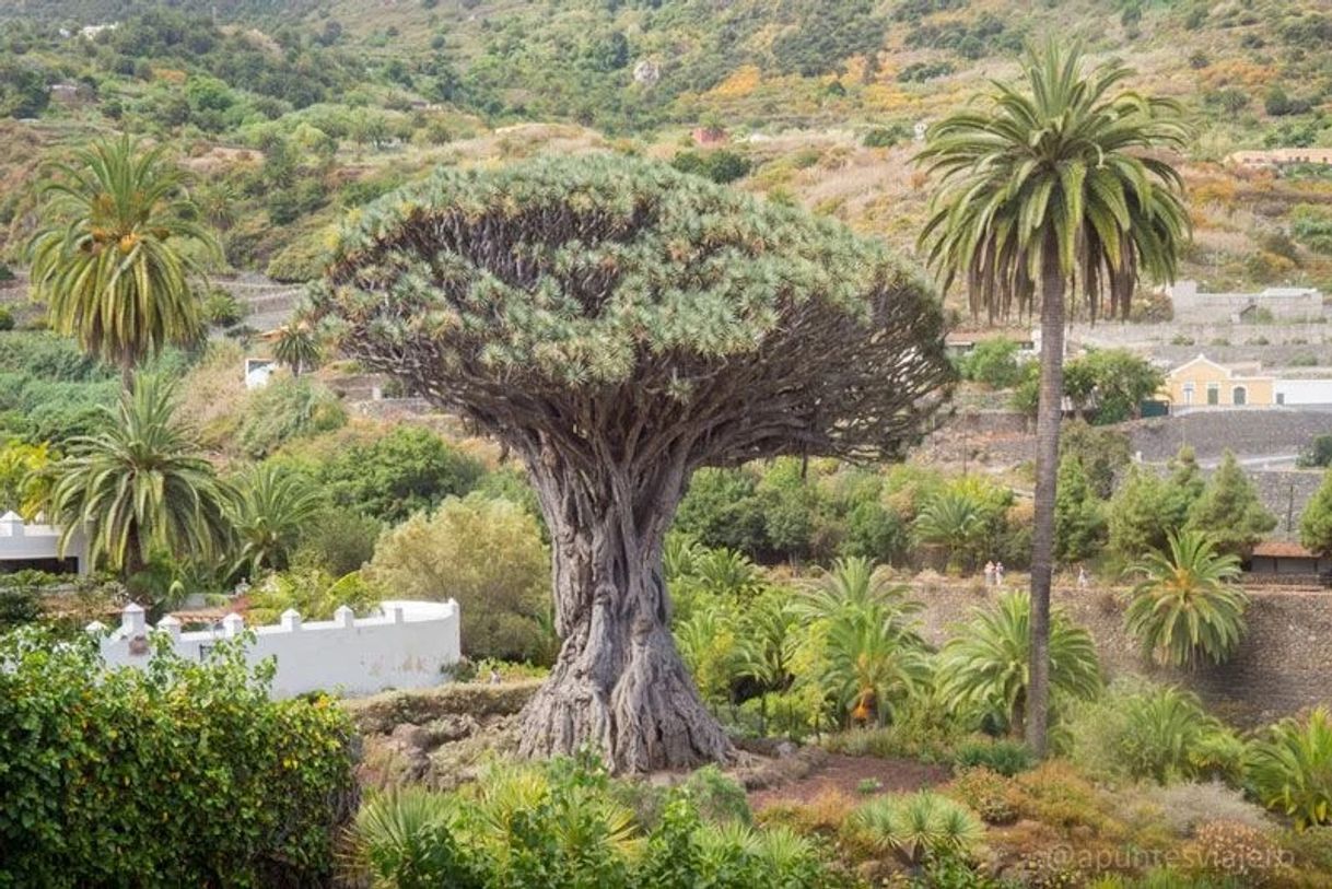 Lugar Drago Milenario