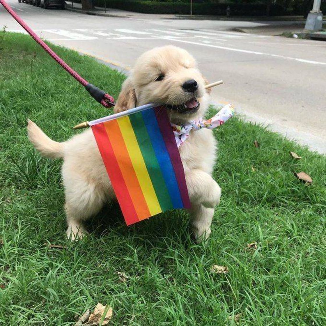 Fashion Que fofo um cachorrinho de lgbt 🥺🥺🥺