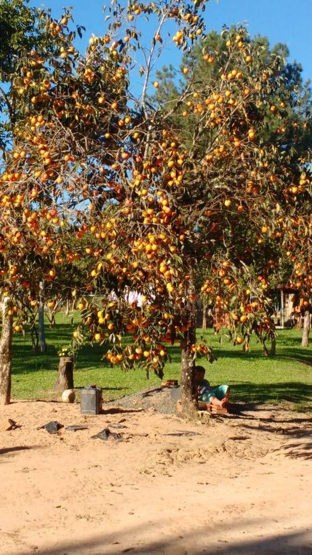 Lugar Telêmaco Borba