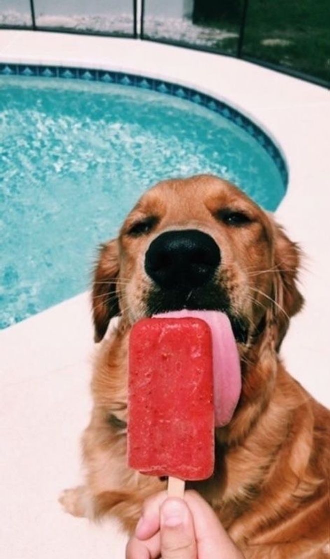 Fashion dog and summer🍦