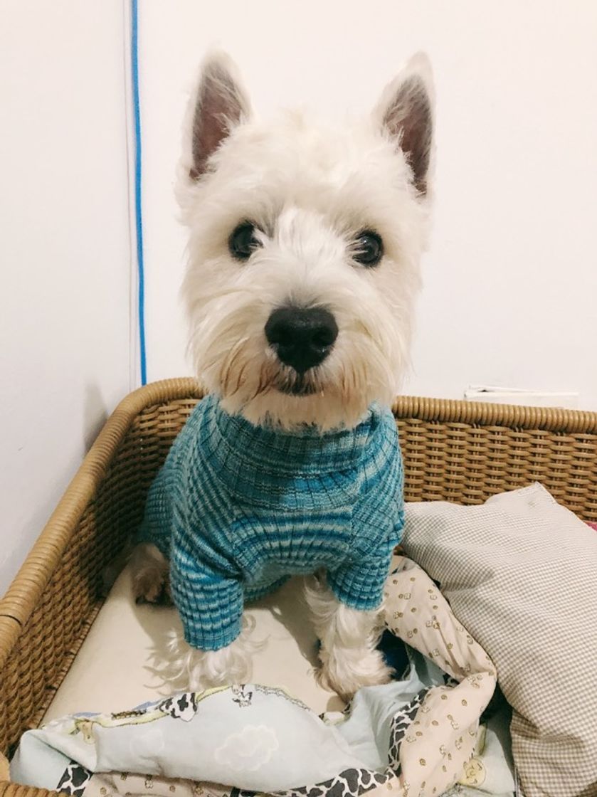 Moda blue sweater 💙