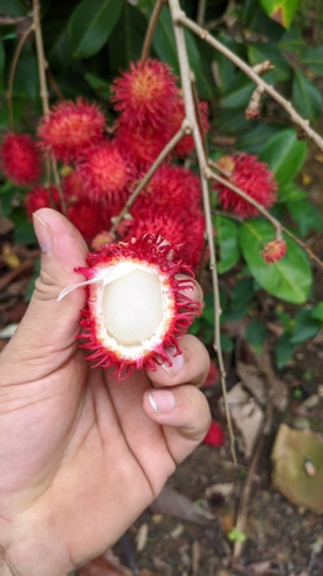 Fashion Rambutã