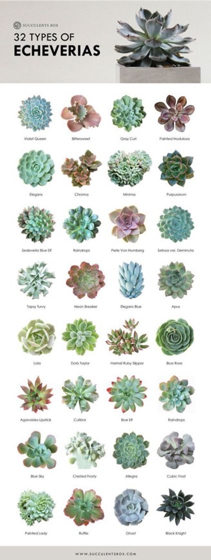 Fashion Echeverias 🥰