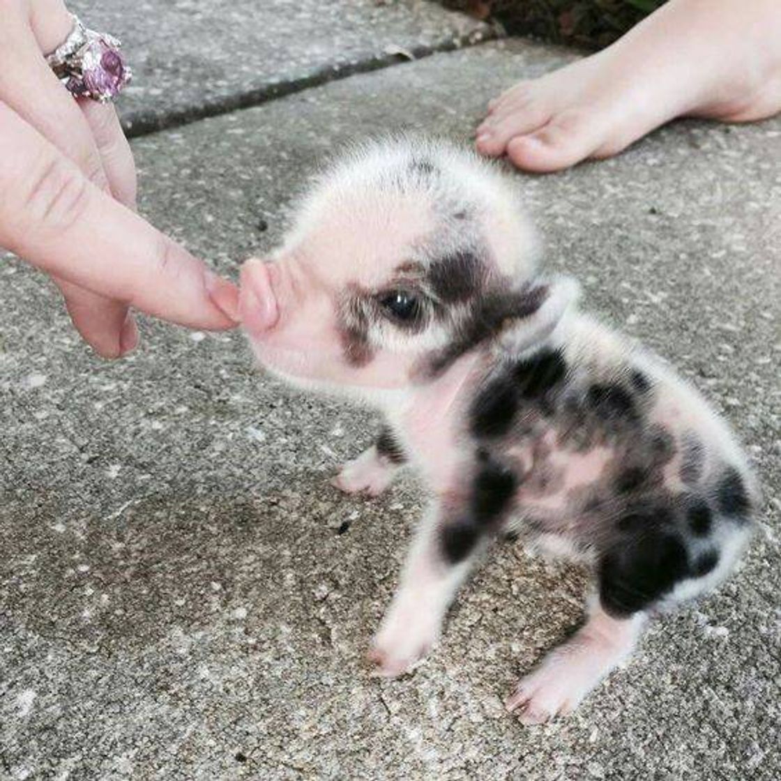 Fashion Baby pig