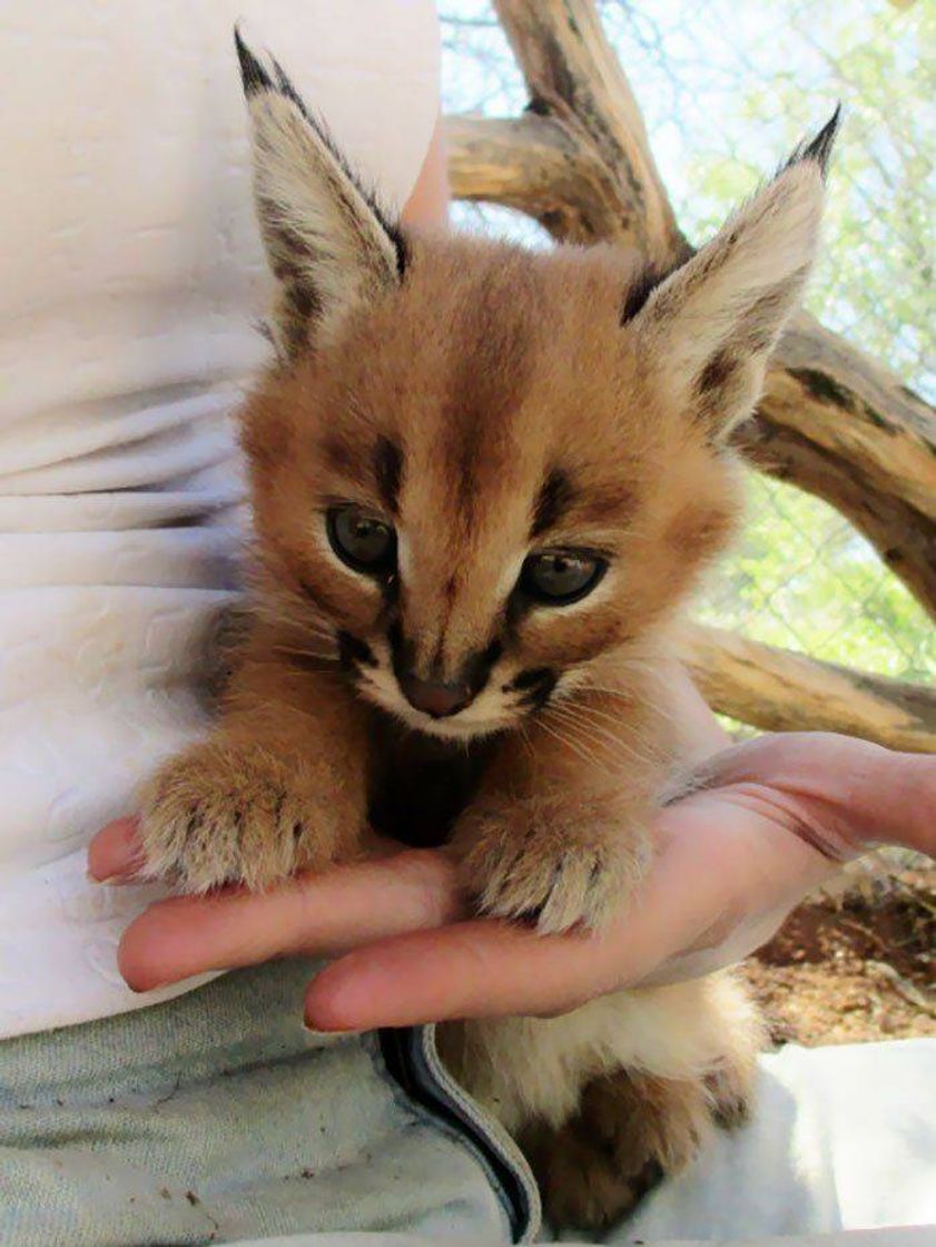 Social Caracal