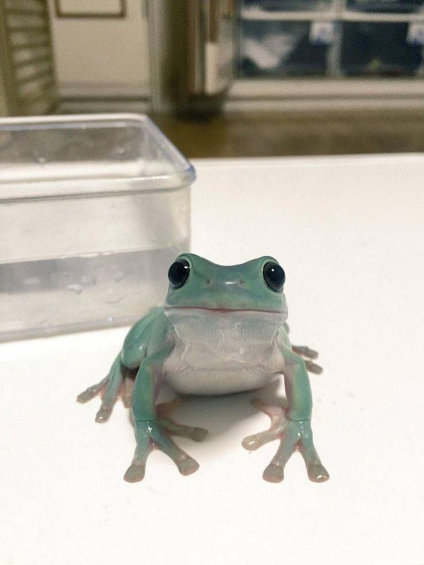 Social Cute frog