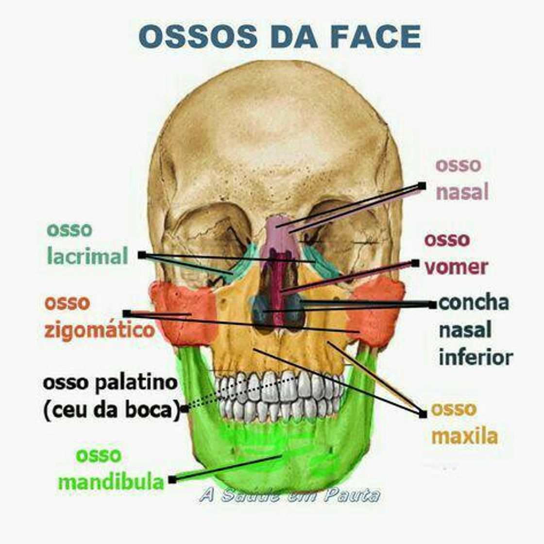 Moda Anatomia da cabeça