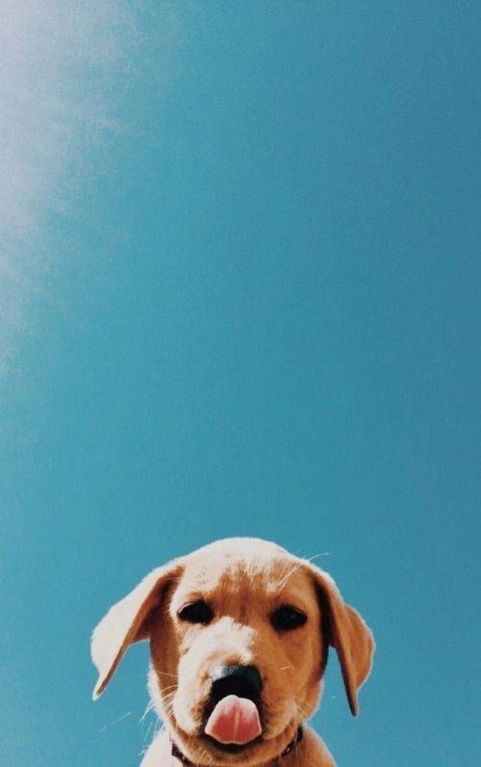 Dog 🐕