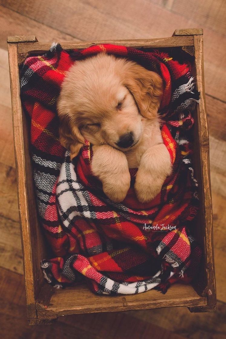 Social Cachorro