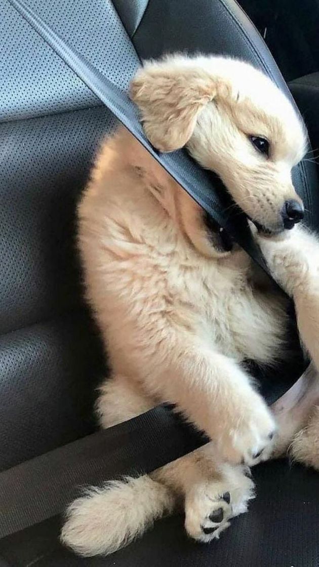 Social Cachorro