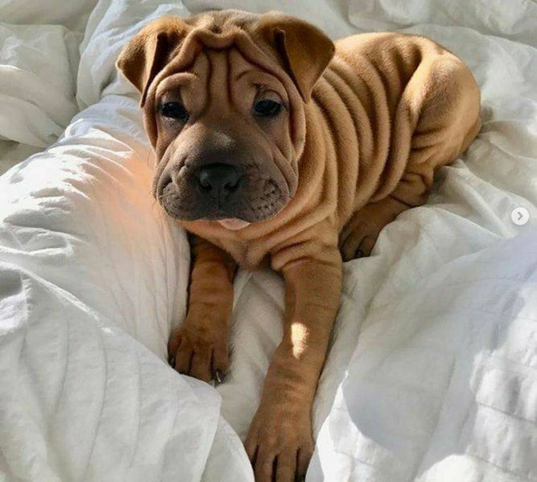 Moda Sharpei