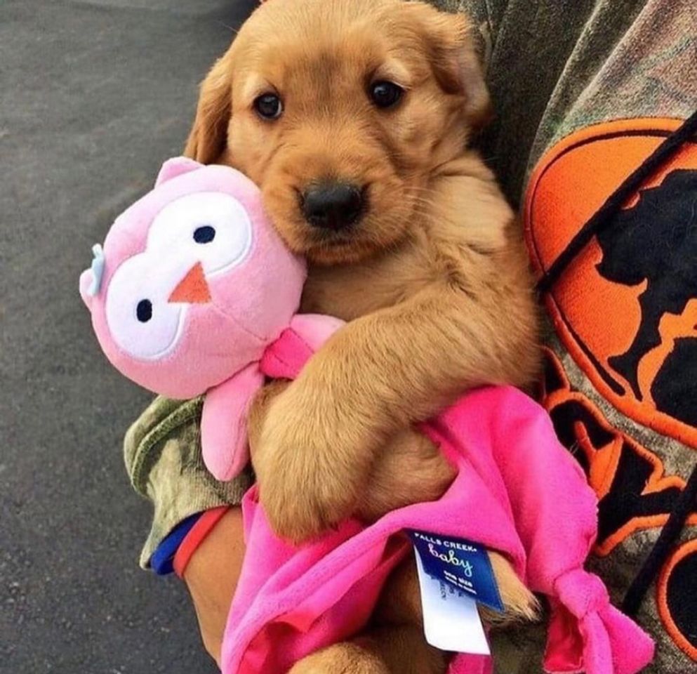 Social Dog 😍🐶