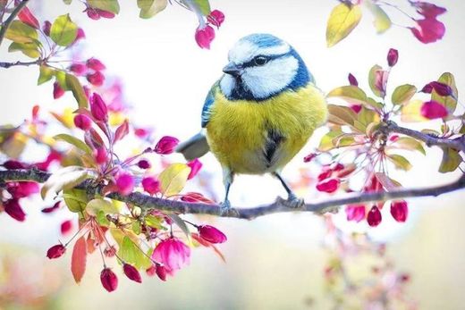 A natureza é o pássaro 🐦