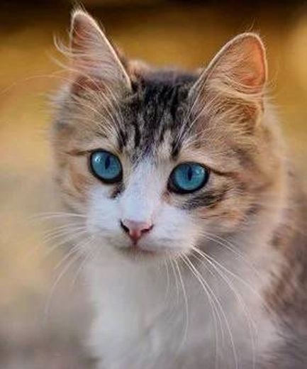 Gato de olhos azuis