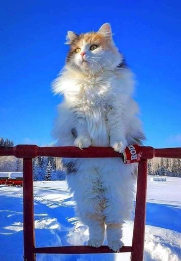 Gato gigante espiando a galera