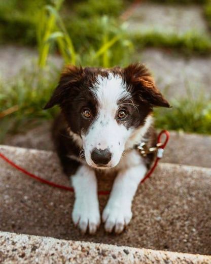 Cachorro é o melhor amigo do homem