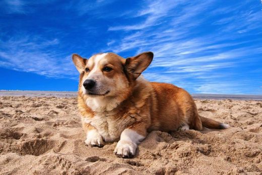 Cachorrinho na praia