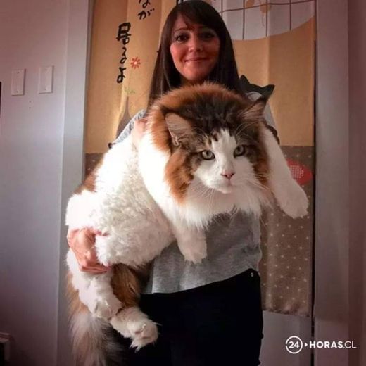 Gato gigante no colo