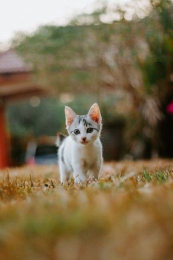 Gatinho solitário 