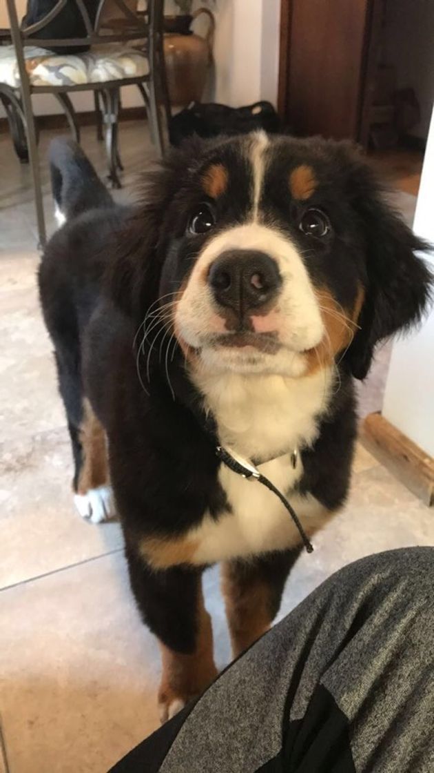 Fashion bernese montain dog